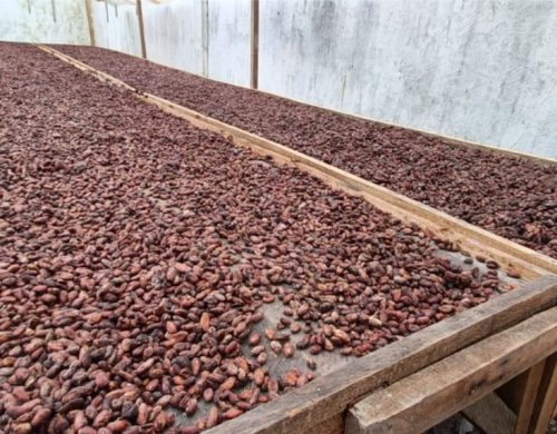 foto cacao (1)